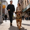 thumbnail image 3 of Gold Stainless Steel P Chain Dog Collar Training Necklace Secure Control For Small, 3 of 5