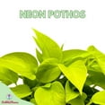 thumbnail image 2 of Neon Pothos, 6 inch, Devil's Ivy, Hunter's Rove, 2 of 9