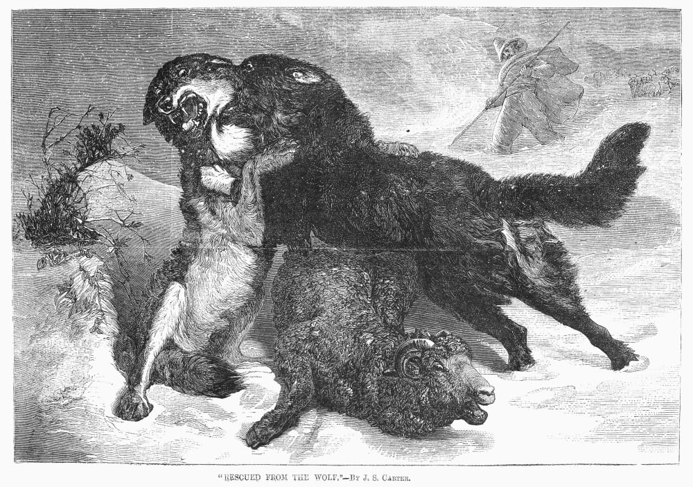 Fable iii videogiochi tgs volle farsi favola kataweb fables foes downed sector kniha Wolf & Dog. /Nfight Between A Wolf And A Dog Over A Sheep. Wood