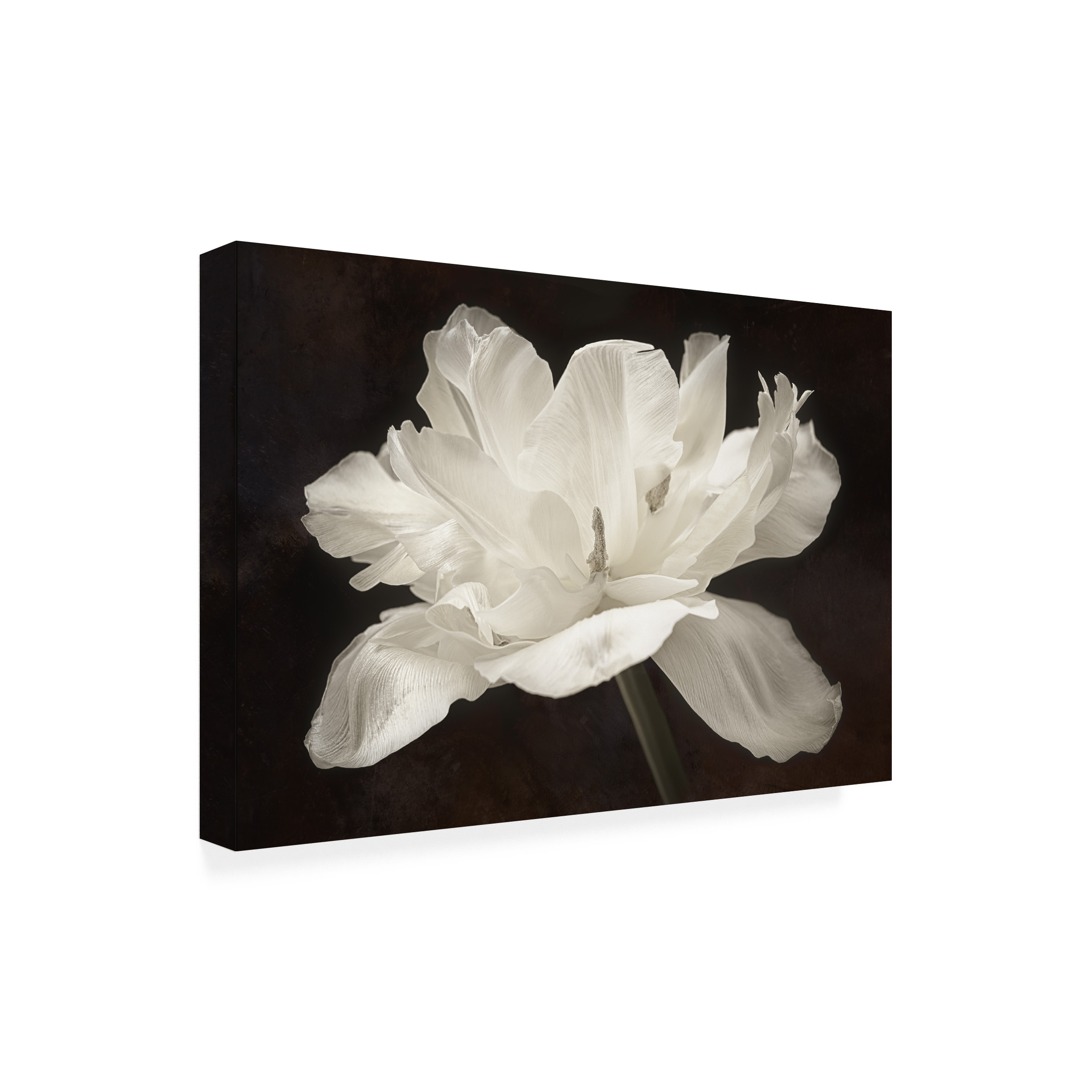 Trademark Fine Art Cora Niele White Tulip I Canvas Wall Art - 30x47