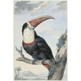 thumbnail image 2 of Aert Schouman 13x18 Black Ornate Wood Framed Double Matted Museum Art Print Titled - Red-Billed Toucan (1748), 2 of 5