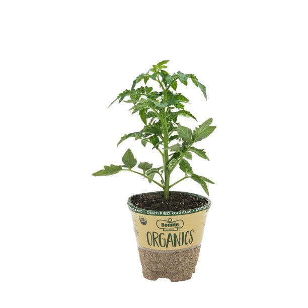 Bonnie Plants Tomato Better Bush (4&quot; Or