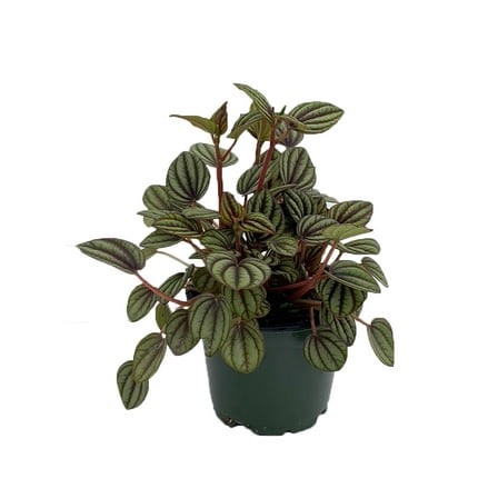 Piccolo Banda Peperomia - Peperomia albovittata - 4" Pot