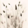 thumbnail image 3 of Blaustein, Alan 20x20 Black Modern Framed Museum Art Print Titled - Italian Tall Grass No. 1, 3 of 5