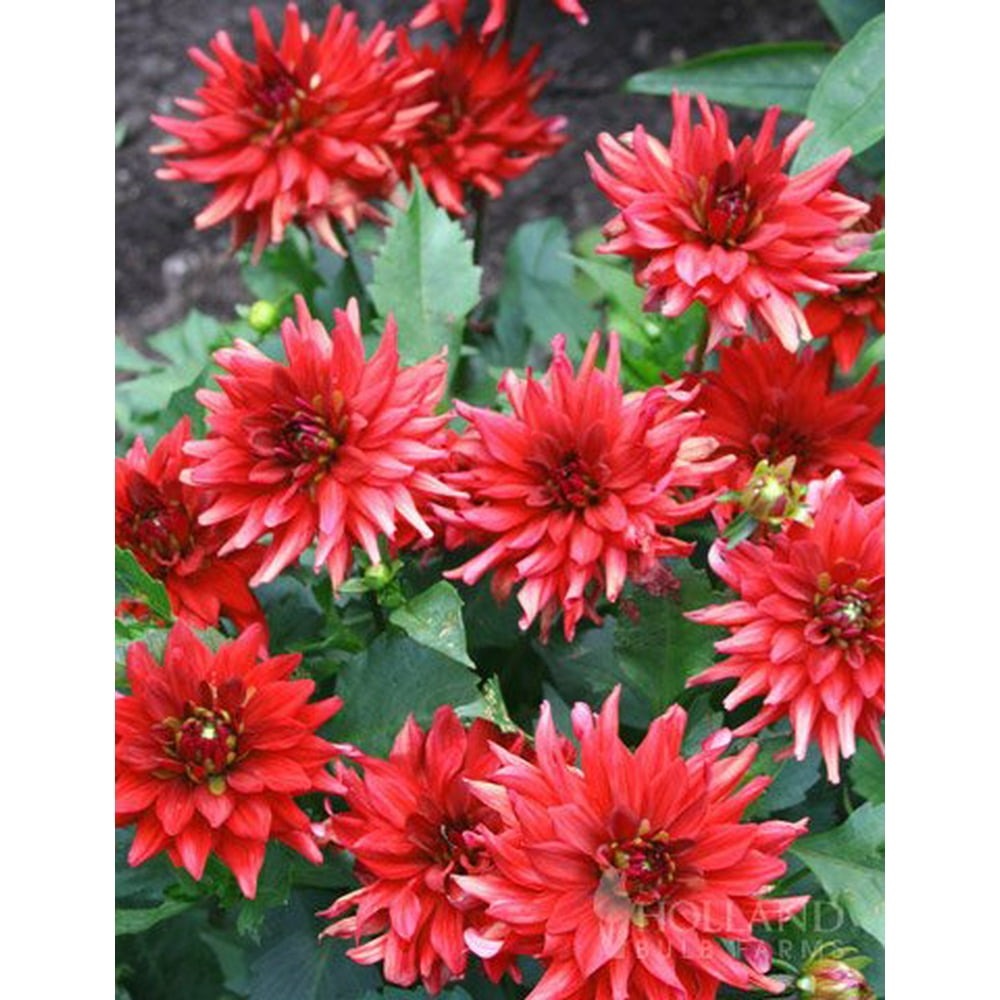 Red Pygmy Border Dahlia