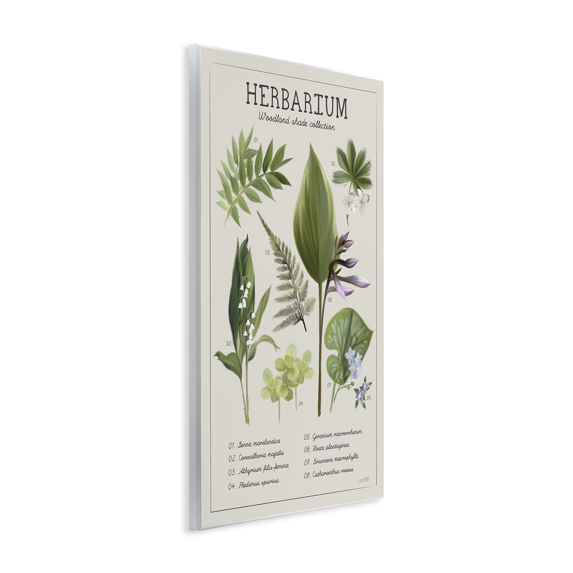 Stupell Industries Herbarium Woodland Shade Collection Wall Plaque Art, design by House Fenway