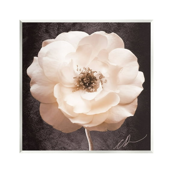 Stupell Industries Pink Flower Photography Botanical & Floral Painting Unframed Art Print Wall Art, 12 x 12