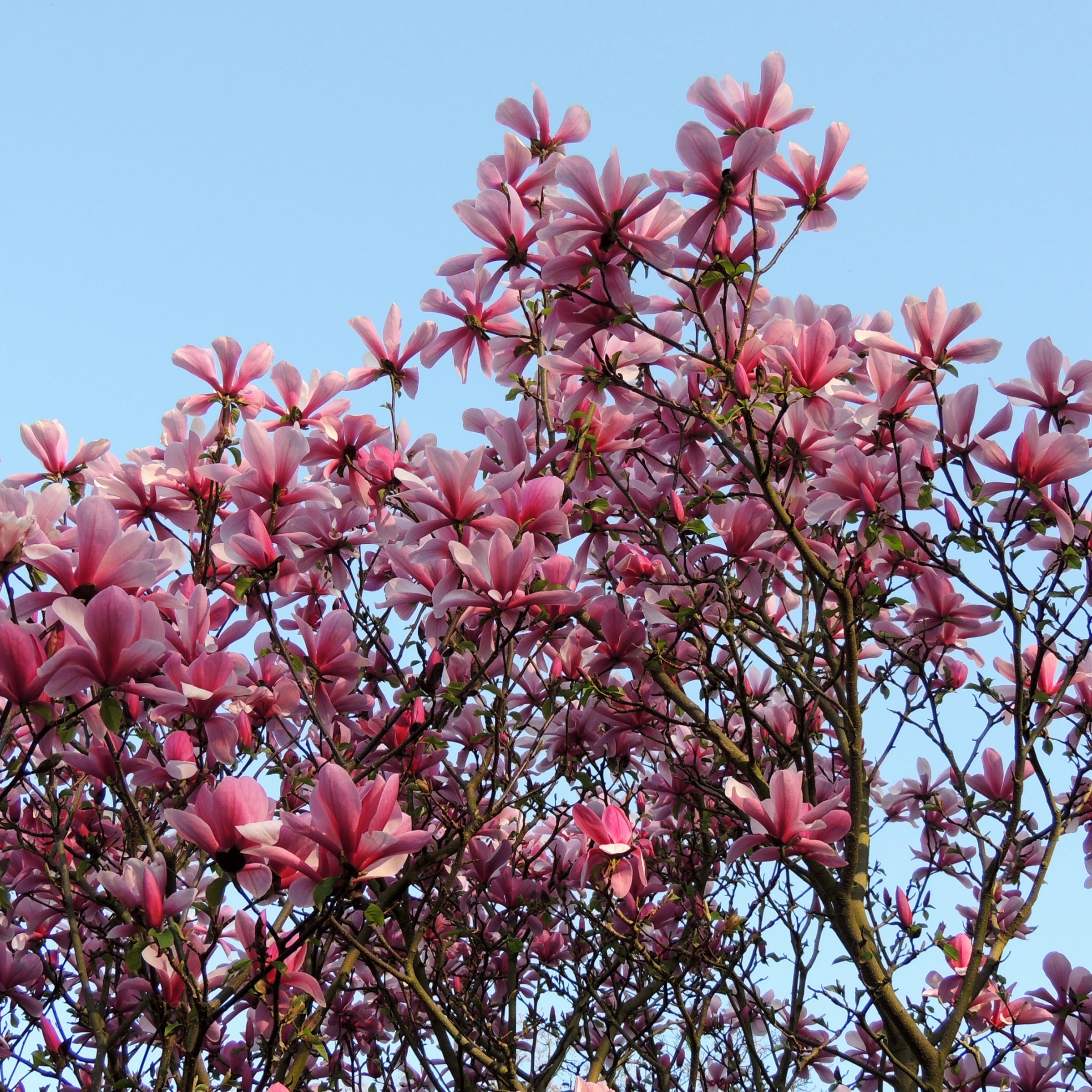 Plant with Purpose Dark Red Magnolia Galaxy Tree Live Plant in Grower Container