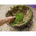 thumbnail image 2 of Musgo en láminas preservado SuperMoss 21508 verde fresco 2.27 kg, 2 of 5