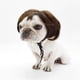 thumbnail image 5 of Pelucas para perros, disfraces para mascotas, sombreros para mascotas, disfraces para festivales, fiestas de cosplay., 5 of 9