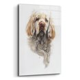 thumbnail image 2 of Epic Art 'Clumber Spaniel' by Barbara Keith, Acrylic Glass Wall Art, 12"x16", 2 of 8