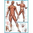 thumbnail image 2 of Puzzle EuroGraphics Muscular System 1000 piezas 49x67 cm, 2 of 3