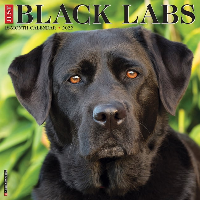 Just Black Labs 2022 Wall Calendar (Retriever Dog Breed) (Other