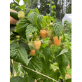 thumbnail image 2 of Fall Gold Raspberry Plant Live, 5-9 Inch Tall, Raspberry Fruit Trees for Outdoor Growing, Raspberry Seedling, 2 of 10