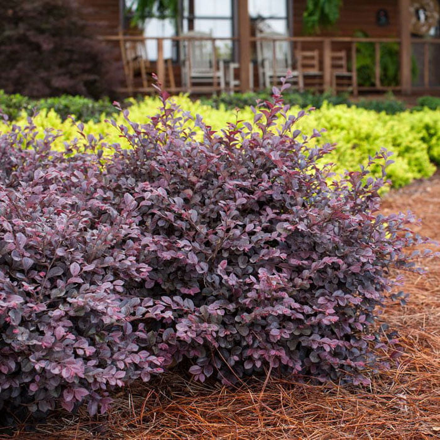 First Editions Crimson Fire Dwarf Loropetalum Live Shrub in 3-Gallon Grower Pot
