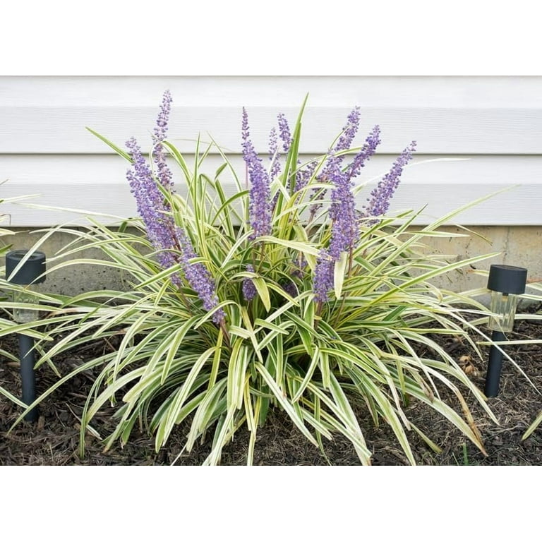 Variegated Liriope 3 Large Gallon Size Plants I Liriope Muscari Variegata I Live Striking Evergreen Perennial with Colorful Foliage, Ideal for Borders