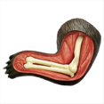 thumbnail image 4 of Modelo de Anatomía del Oso Animal 4D Vision, 36 Piezas, Órgano de Biología Animal Desmontable, Suministros Anatómicos para el Aula, Enseñanza, 4 of 5