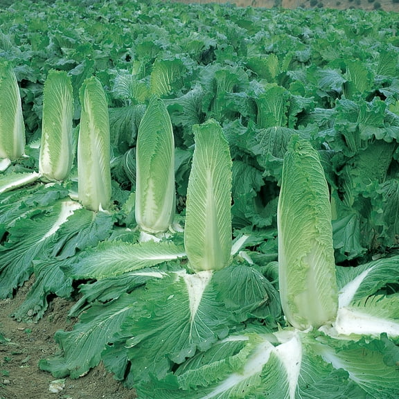 Chinese Cabbage Seeds - Monument - Hybrid - 500 Mg Packet ~160 Seeds - Non-GMO, F1 Hybrid - Asian Garden Vegetable