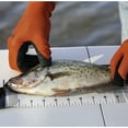 thumbnail image 3 of Smith's Regal River 48" Retractable Ruler - Durable, UV Resistant, Large Numbers. Waterproof Measuring Tape- Fresh + Saltwater Fishing, Boating, + Kayaking - Tackle + Accessory - 3” Wide, 3 of 4