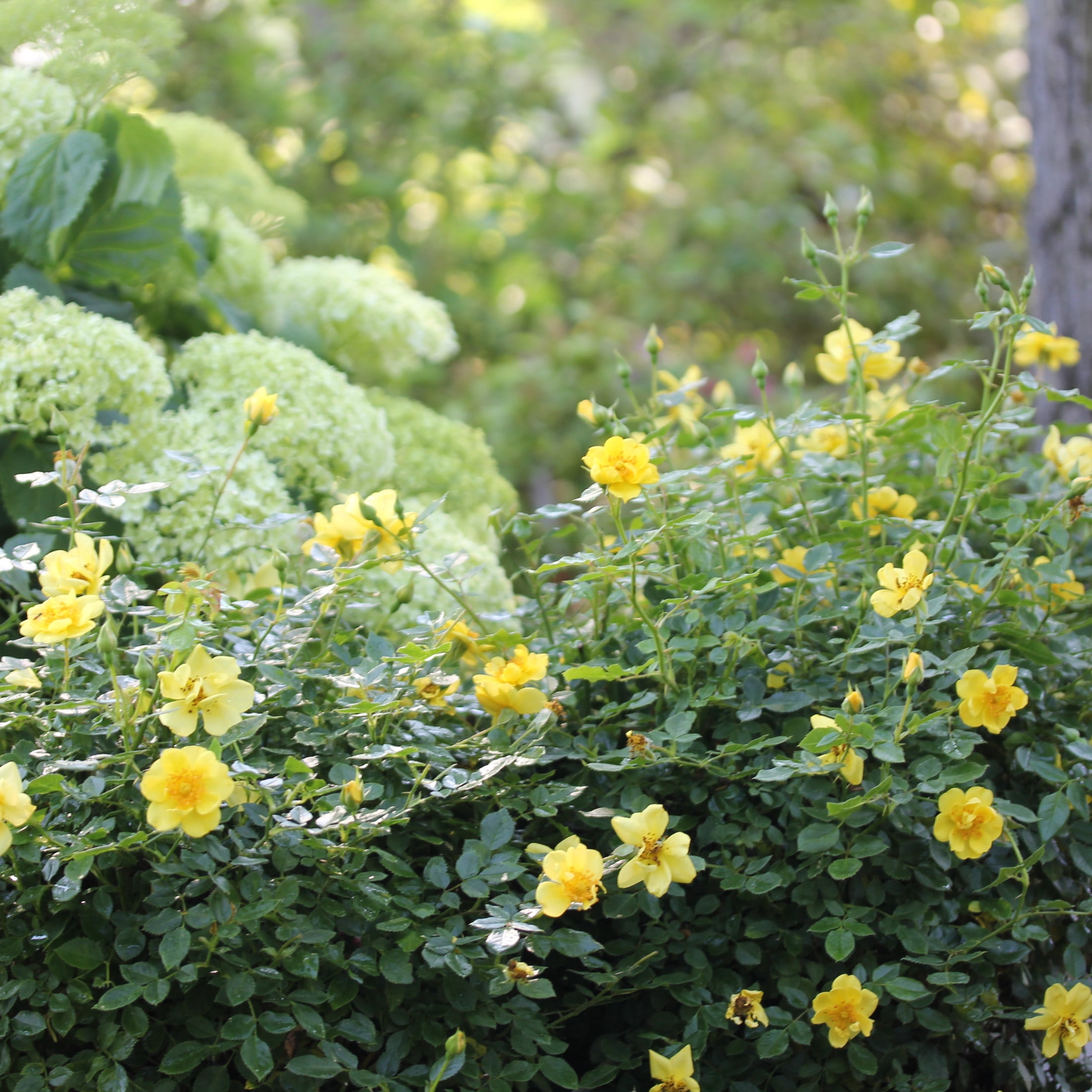 Proven Winners ColorChoice 5" Yellow Oso Easy Lemon Zest Rose Live Plant in 4.5" Pot (4 Count)