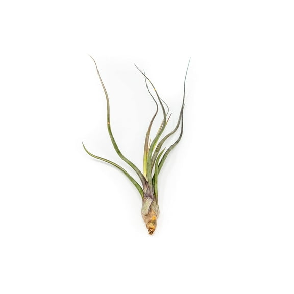 Large Air Plant Baileyi 6 to 8 Inches - Available in Wholesale and Bulk - Live Succulent House Plants - Home and Garden Decor - Easy Care Indoor and Outdoor Plants (Pack of 1)