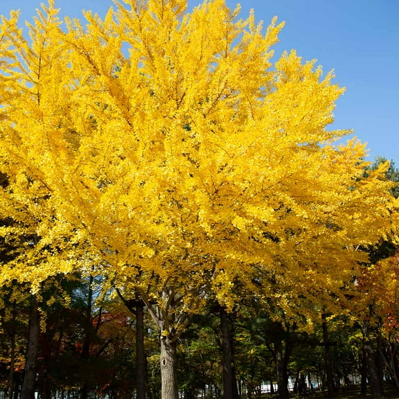 Brighter Blooms - Autumn Gold Ginkgo Tree, 4-5 ft. - No Shipping To AK, AZ, HI, OR