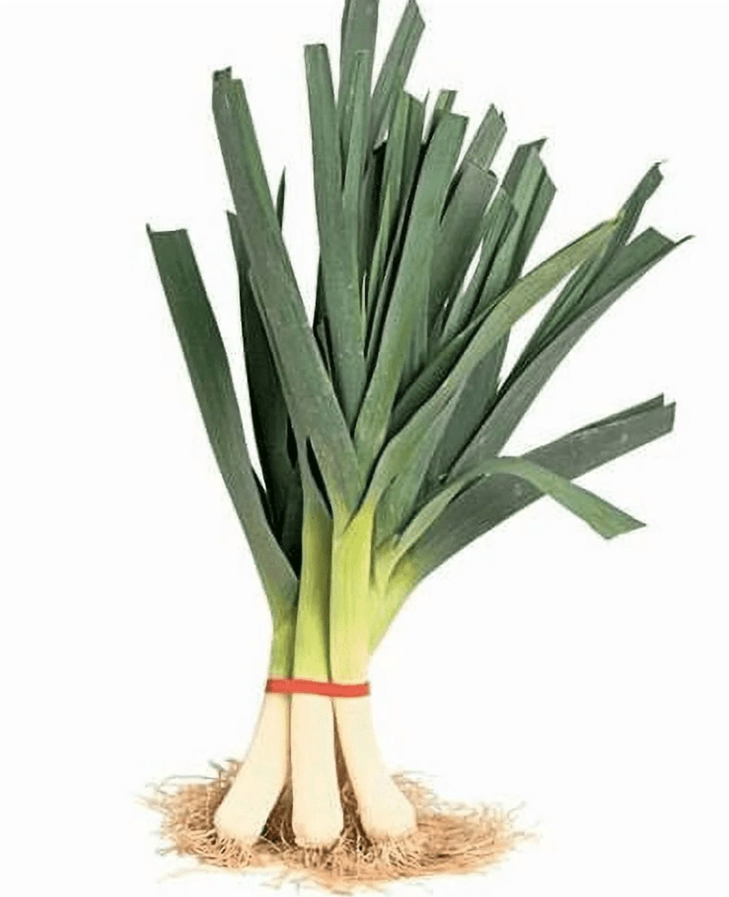 Fresh Leeks Bunch, Each