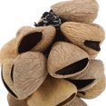 thumbnail image 3 of BEADCEST Natural Wooden African Maracas Shaker Instrument for Authentic Ethnic Music Playing, 3 of 6
