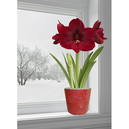 EuroBlooms Amaryllis Carmen - Prepotted VR (Best Way To Plant Amaryllis Seeds)