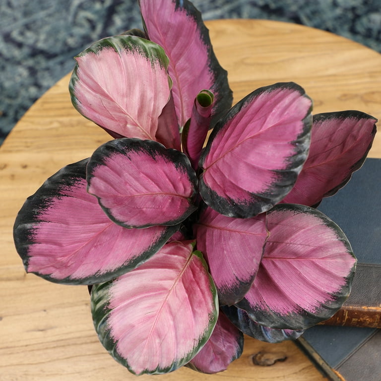 Element Purple Rose Calathea Live Plant in 6 inch White Pot (Approx 15 inch Tall) Prayer Plant