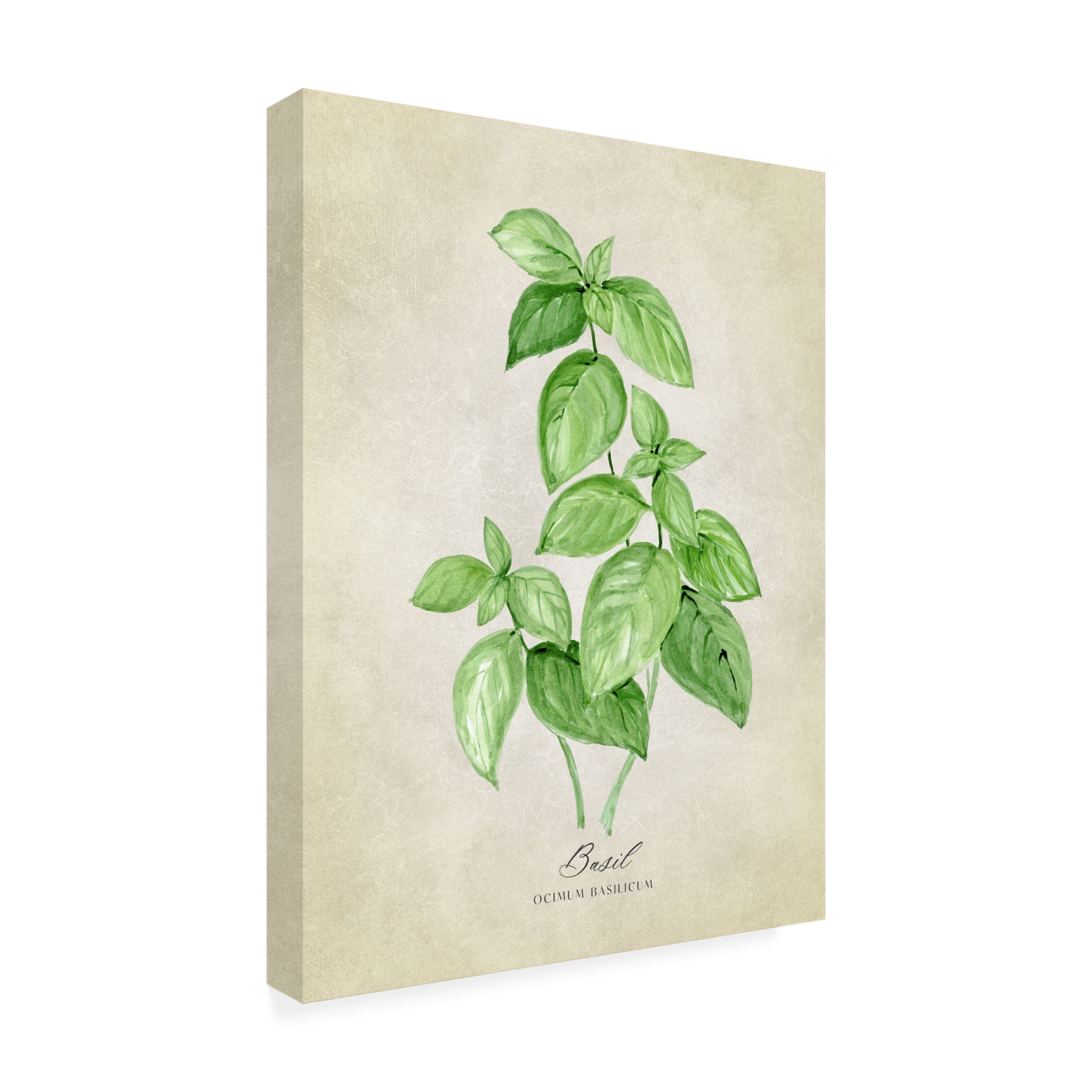 Trademark Fine Art Rosana Laiz Blursbyai Basil vintage Canvas Wall Art