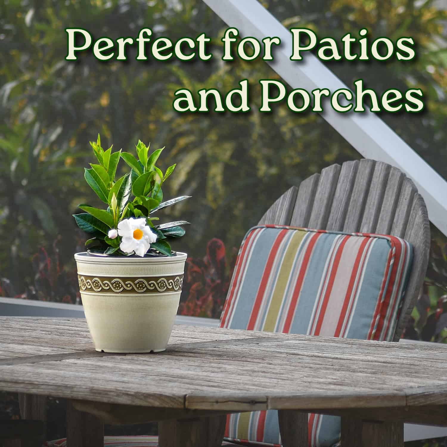 Tropical Plants of Florida 12" to 16" White Dipladenia Flower Bush Plant; Partial to Full Sunlight