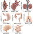thumbnail image 4 of Human Body Organs Model Educational Organs Anatomy Model with Heart Brain Stomach Lung Kidney Liver Small/Large Intestine Simulation Organ Learning Tool for Over 3 Years Old Kids, 4 of 10