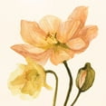 thumbnail image 2 of Scarvey, Emma 15x15 Black Ornate Wood Framed with Double Matting Museum Art Print Titled - Highpoint Poppies II, 2 of 4