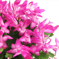 thumbnail image 6 of Potted Thanksgiving Cactus Live Plant, 4 - 7 inches Tall, Pink Zygocactus Flower, Houseplant, 6 of 6