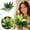 A, variant on 2Pcs Artificial Zebra , 19.6" Zebra Leaf Spray, Aphelandra Squarrosa with Green & Yellow Stripes, Maintenance Free Greenery for Home Office Table Centerpiece