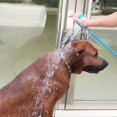 thumbnail image 2 of Pet Bathing Brush Shower Sprayer, Adjustable Wearable Dog Cat Grooming Massage Tool with Water Control Switch, Soft Silicone Bristles for Pet Shower Cleaning & Fur Care（Send a flea comb as a gift ）, 2 of 4
