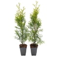 thumbnail image 2 of 2 Emerald Green Arborvitae Saplings in 3.5” Cubes | Live Evergreen Privacy Hedge Tree | Upright Compact Form, Fast-Growing, Cold-Hardy Plant for Screens & Landscaping (Thuja occidentalis 'Smaragd'), 2 of 10