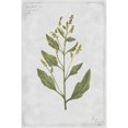 thumbnail image 3 of PI Collection 13x18 Black Modern Framed Museum Art Print Titled - Lambs Quarters, 3 of 5