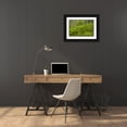 thumbnail image 3 of Illg, Cathy and Gordon 14x11 Black Ornate Wood Framed with Double Matting Museum Art Print Titled - Europe, Scotland, Cairngorm NP Forest ferns, 3 of 4
