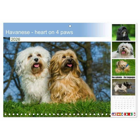 Havanese - heart on 4 paws (Monthly Wall Calendar 2026 11.7 x 16.5 (open)), CALVENDO 14 Month Calendar