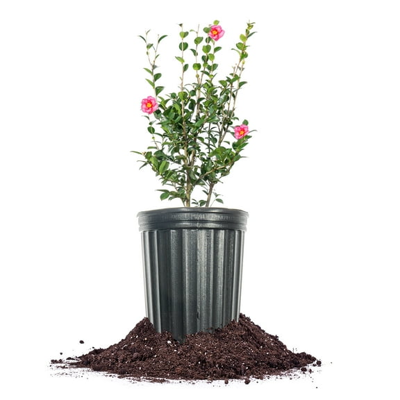 Kanjiro Camellia Shrub