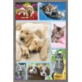 thumbnail image 1 of Keith Kimberlin - Collage de chiots et de chatons, 1 of 4