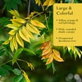 thumbnail image 2 of 1 Chinese Pistache Tree | Live Sapling in 2.5-inch Nursery Cube | Pistacia Chinensis Variety | Drought-Tolerant Deciduous Shade Canopies | Bursting Colorful Foliage for Home, 2 of 9