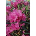 thumbnail image 3 of Landmark Rhododendron, 3 of 5