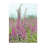 Foxglove Portrait - Photography Flowers Floral Botanical Nature Garden Foggy Scenic Unframed Wall Art Print 4 x 6 inches