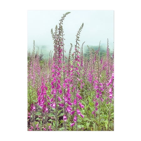 Foxglove Portrait - Photography Flowers Floral Botanical Nature Garden Foggy Scenic Unframed Wall Art Print 4 x 6 inches