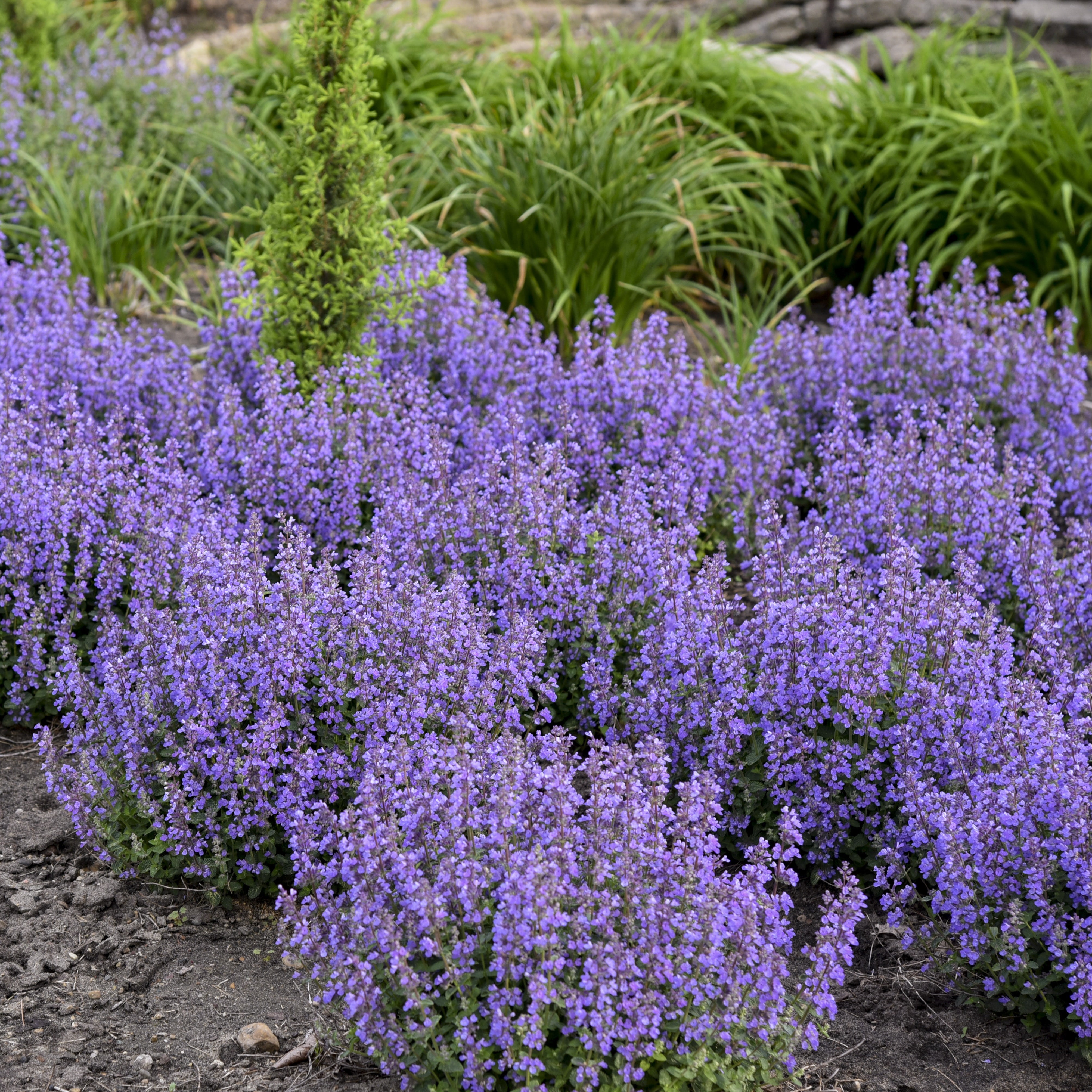 dc0d0a83-7ed3-405a-9408-