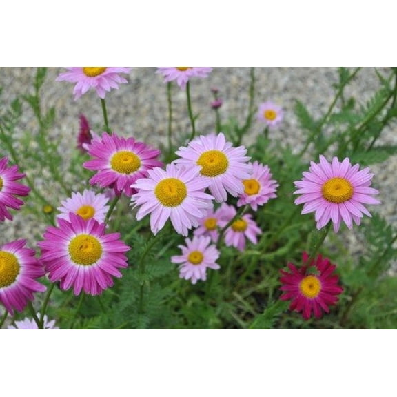 Robinson's Mix Painted Daisy Perennial - Quart Pot - Tanacetum coccineum