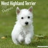 West Highland Terrier Puppies Calendar 2018 - Dog Breed Calendar - Wall Calendar 2017-2018